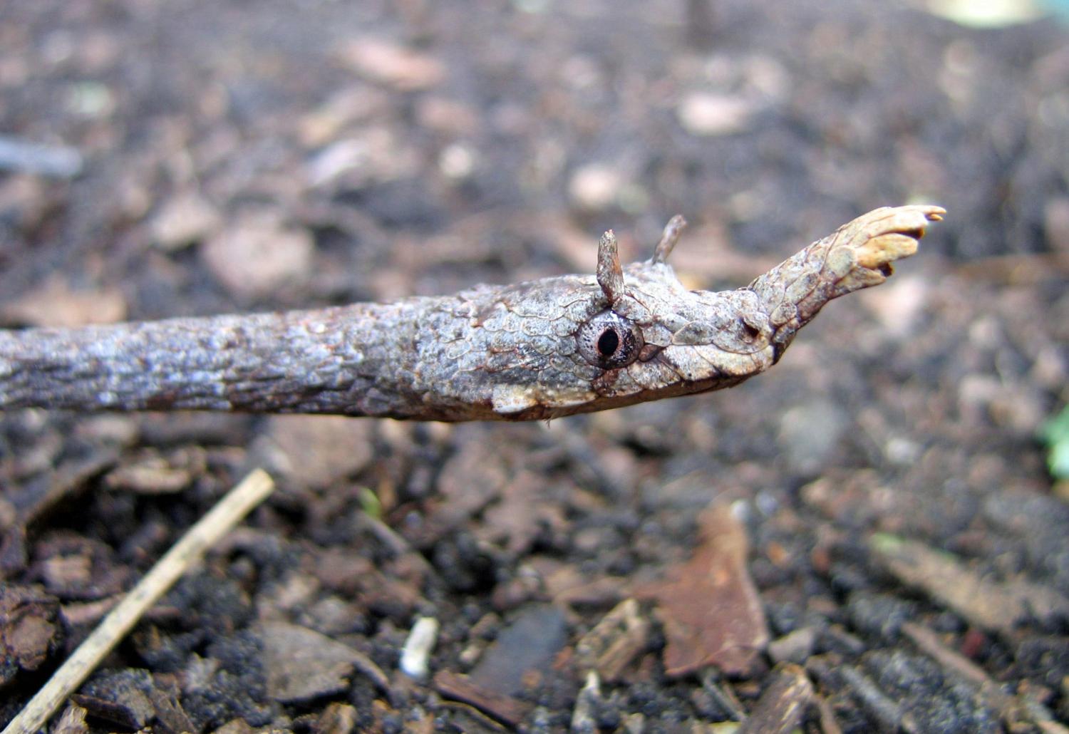 Langaha pseudoalluaudi